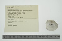 Obovaria subrotunda image