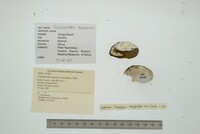 Media resource of Chambardia trapezia