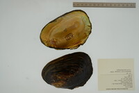 Potamilus alatus image