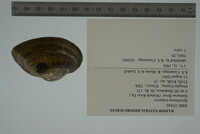 Epioblasma triquetra image