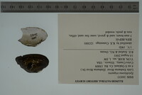 Epioblasma triquetra image