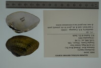 Epioblasma triquetra image