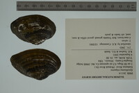 Epioblasma triquetra image