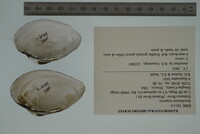 Epioblasma triquetra image