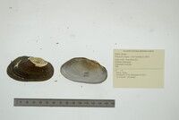 Media resource of Velesunio angasi