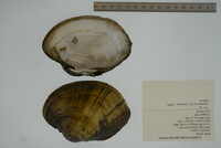 Lampsilis cardium image