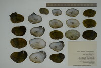 Epioblasma ahlstedti image