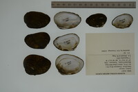 Lemiox rimosus image