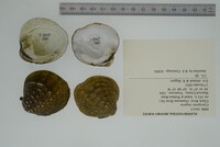 Cyprogenia stegaria image