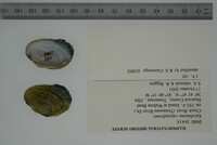 Epioblasma capsaeformis image