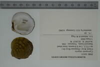 Cyprogenia stegaria image