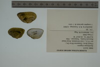 Epioblasma triquetra image