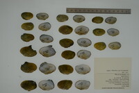 Epioblasma capsaeformis image