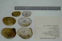 Epioblasma brevidens image