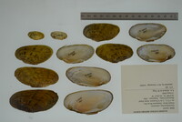 Ptychobranchus subtentus image