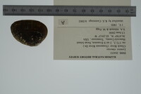 Lemiox rimosus image