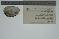 Lemiox rimosus image