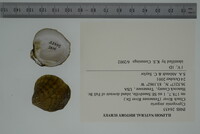 Cyprogenia stegaria image