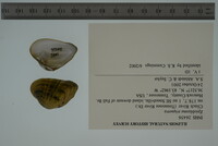 Epioblasma triquetra image