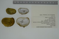 Epioblasma brevidens image