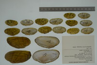 Ptychobranchus subtentus image