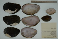 Elliptio crassidens image