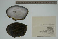 Arcidens confragosus image