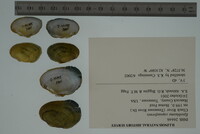 Epioblasma capsaeformis image