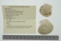 Obovaria subrotunda image