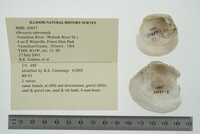 Obovaria subrotunda image