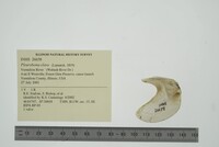 Pleurobema clava image