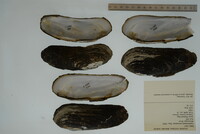 Margaritifera monodonta image