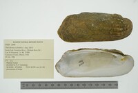 Theliderma cylindrica image