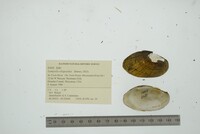 Lampsilis siliquoidea image