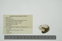 Pleurobema clava image