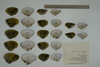 Epioblasma triquetra image