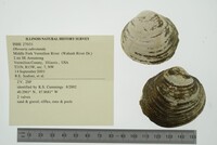 Obovaria subrotunda image