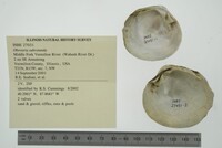 Obovaria subrotunda image