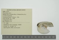 Pleurobema clava image