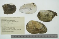 Pleurobema clava image