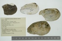 Pleurobema clava image