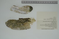 Margaritifera monodonta image