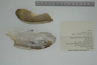 Margaritifera monodonta image