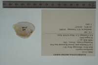 Epioblasma triquetra image