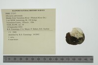 Obovaria subrotunda image