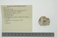 Obovaria subrotunda image