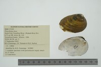 Pleurobema clava image