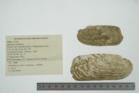 Theliderma cylindrica image