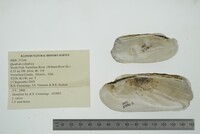 Theliderma cylindrica image