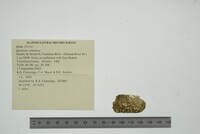 Theliderma cylindrica image